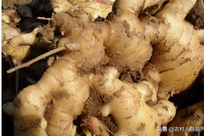 生姜种植的时间和种植技巧方法,生姜种植技术怎样种植生姜