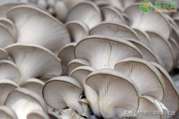 蘑菇菌包覆土栽培高产吗,蘑菇高产配方