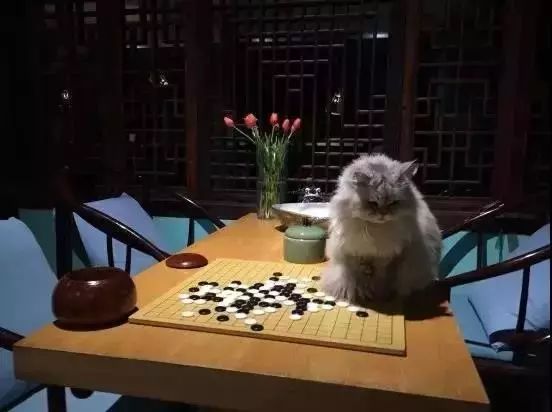 全国首家七星宠物度假酒店,最豪华的宠物酒店