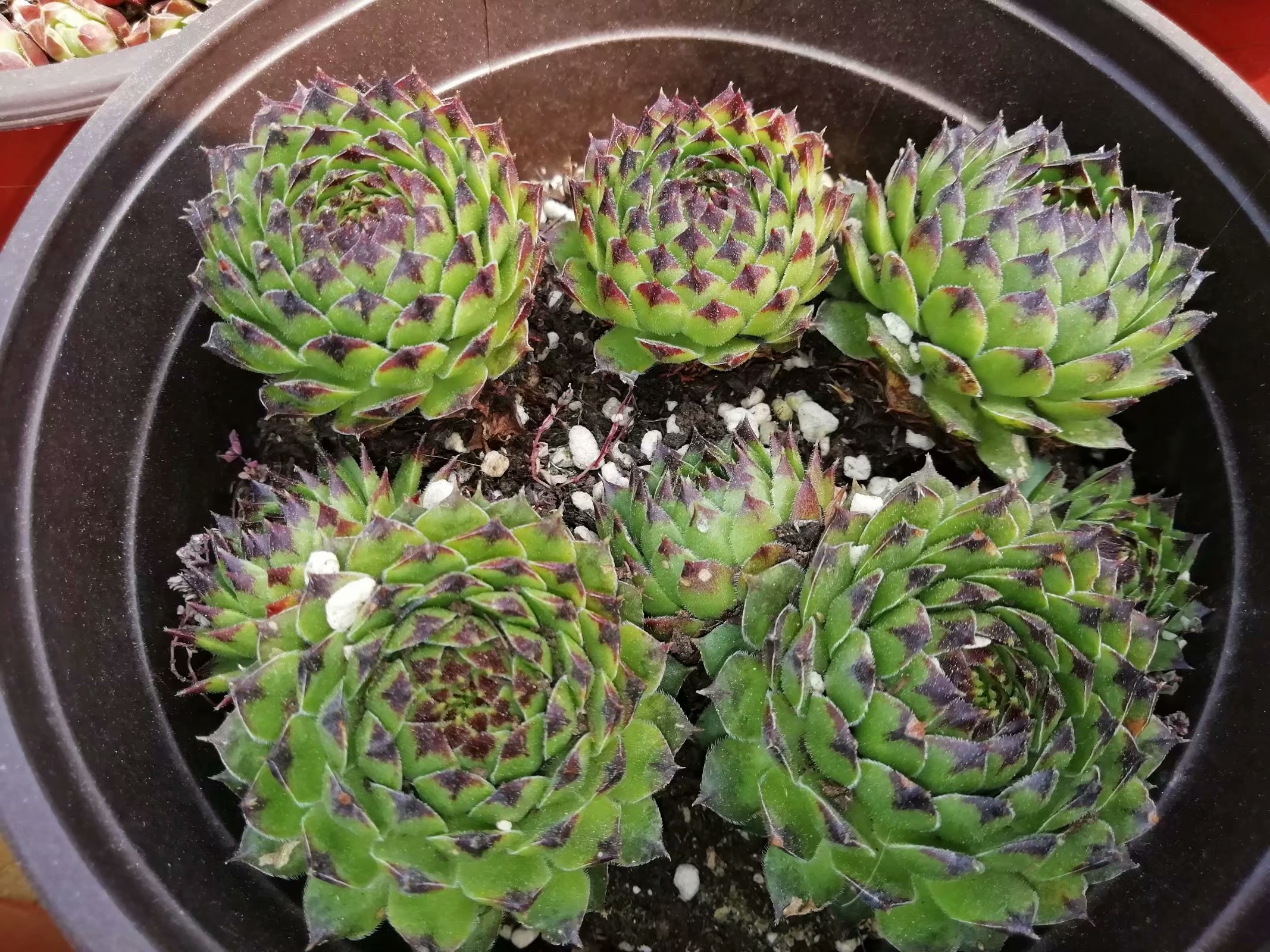 多肉养出状态来有多美?这102种多肉控养上色之后美呆了