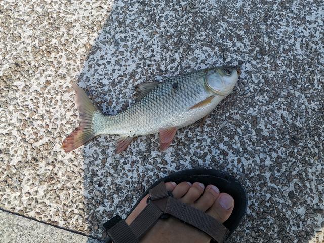 冬天筏竿钓土鲮,筏竿钓大土鲮