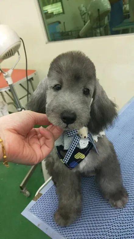 黑狗换毛期,黑狗换毛期变白