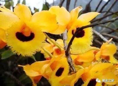 石斛兰烂根全部腐烂怎么办,石斛兰花烂根要怎么挽救