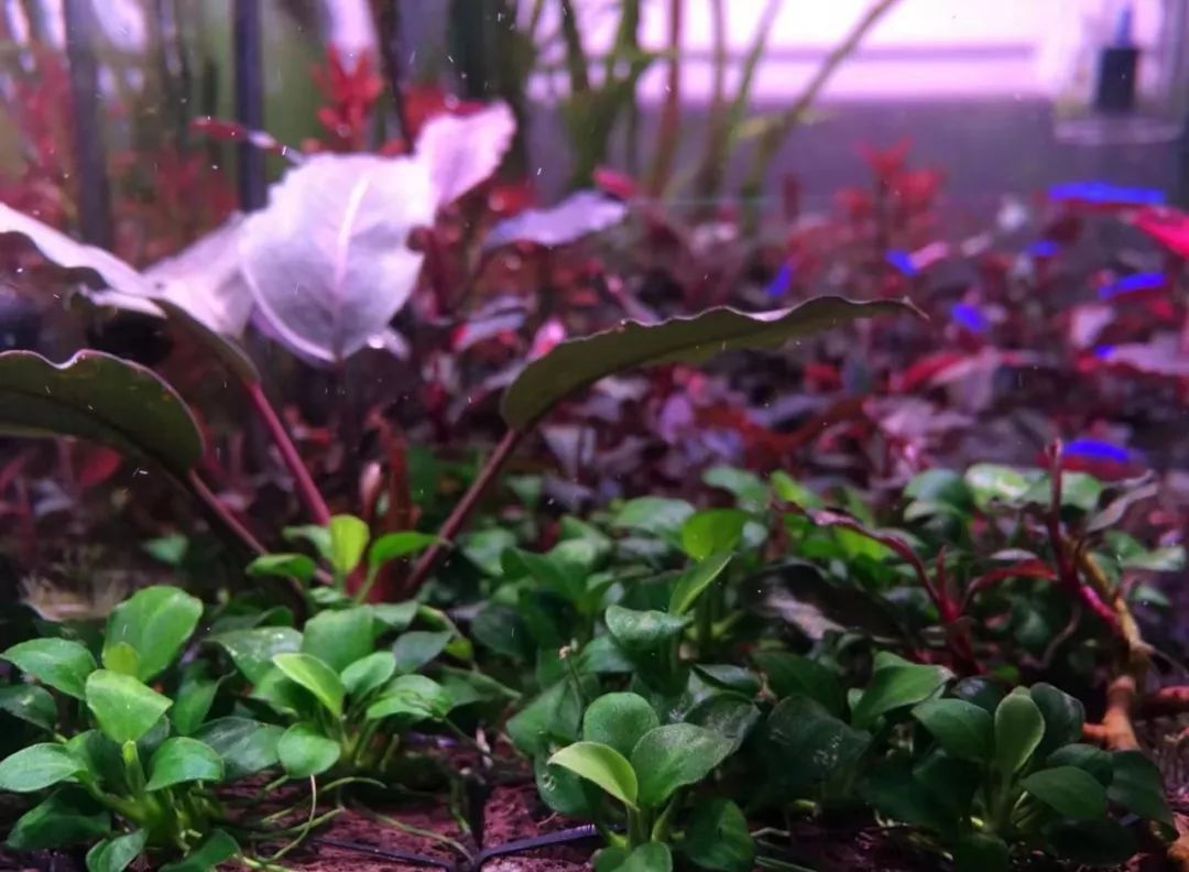 草缸洞穴造景怎么做,草缸自己动手布置