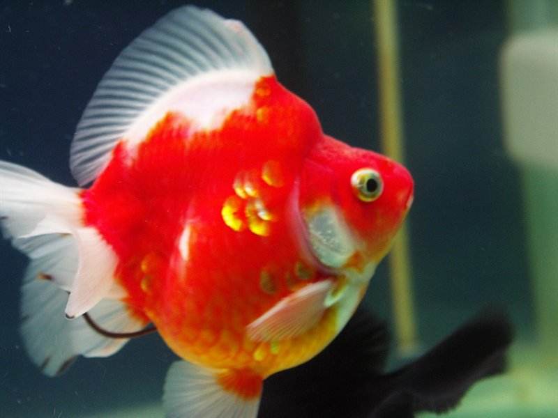 金鱼常见易养品种,什么金鱼好养又容易活