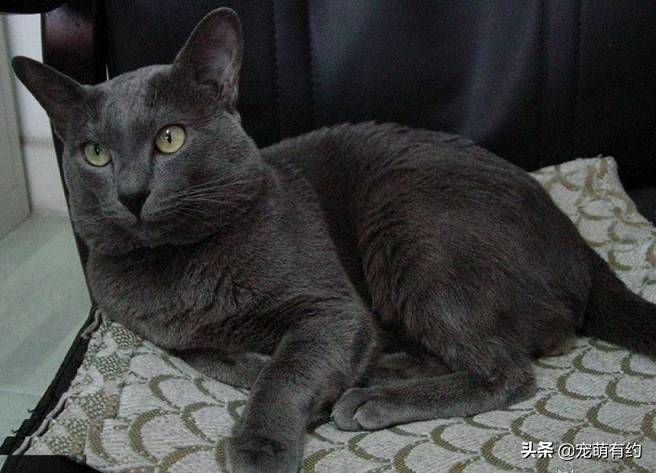 俄罗斯蓝猫的特征有哪些,俄罗斯蓝猫有味道