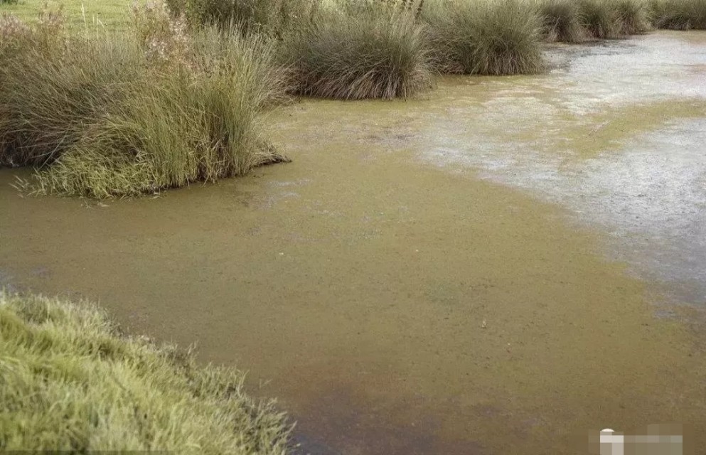 养殖塘水锈,养殖水有锈