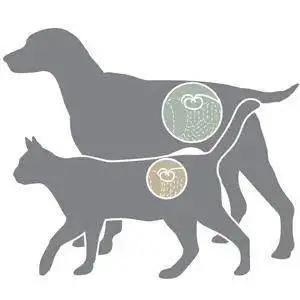 猫咪维生素中毒,大量给猫咪补充维生素有危害嘛