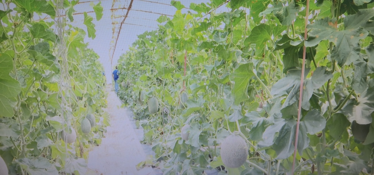 全国种植西甜瓜,辽宁甜瓜种植方法