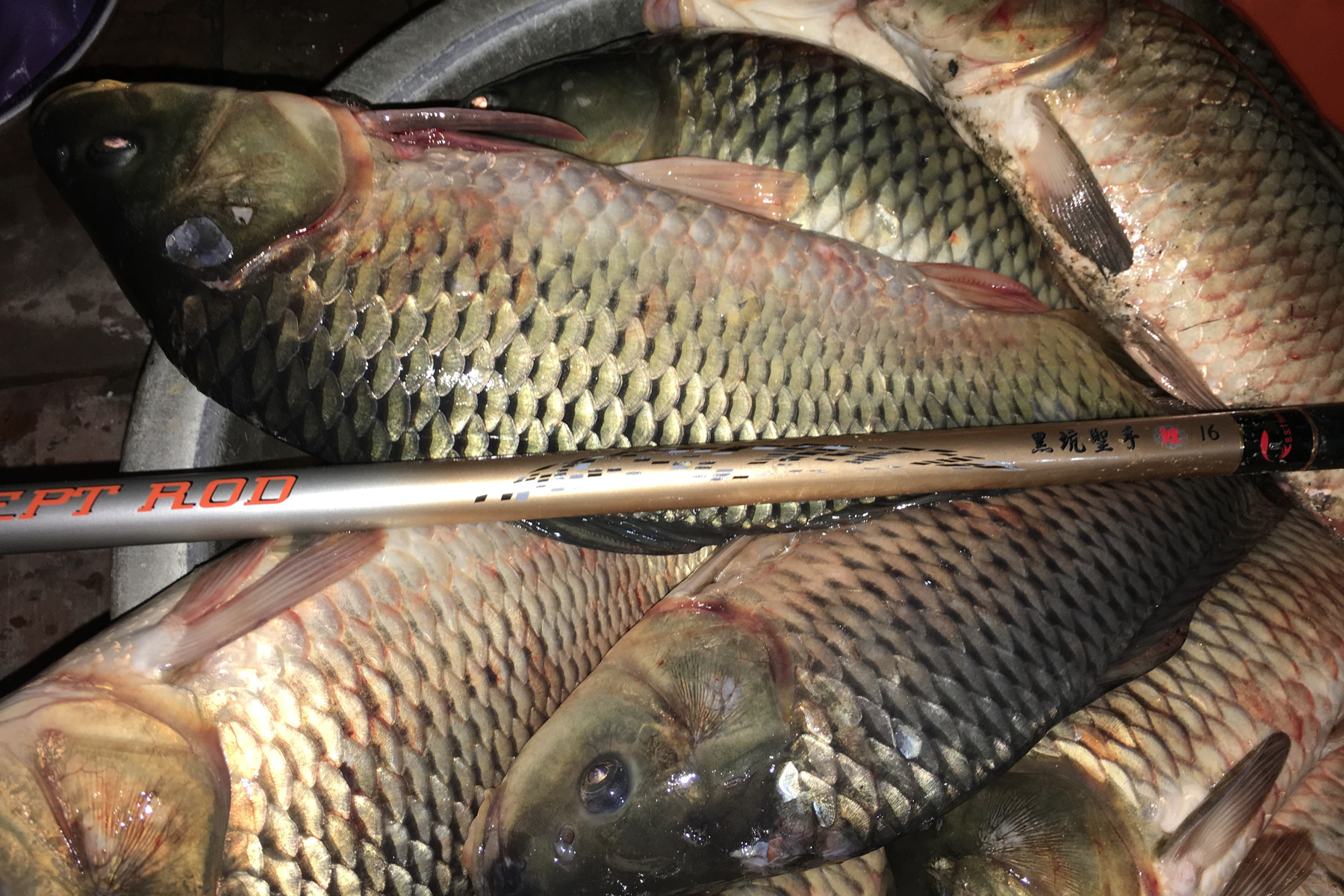 黑坑钓鲤鱼哪种小药比较好,黑坑钓鲤鱼小药搭配思路