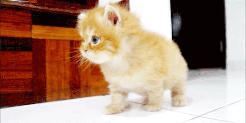 小奶猫太粘人了怎么办,小奶猫太粘人不停的叫