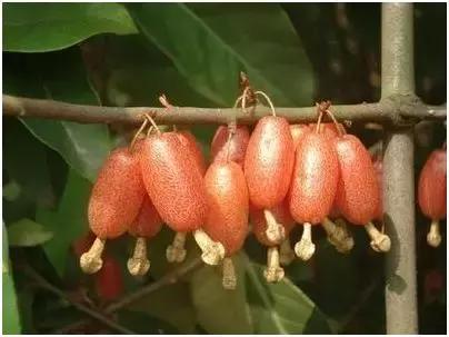 特种养殖热门,四种新型农业经营