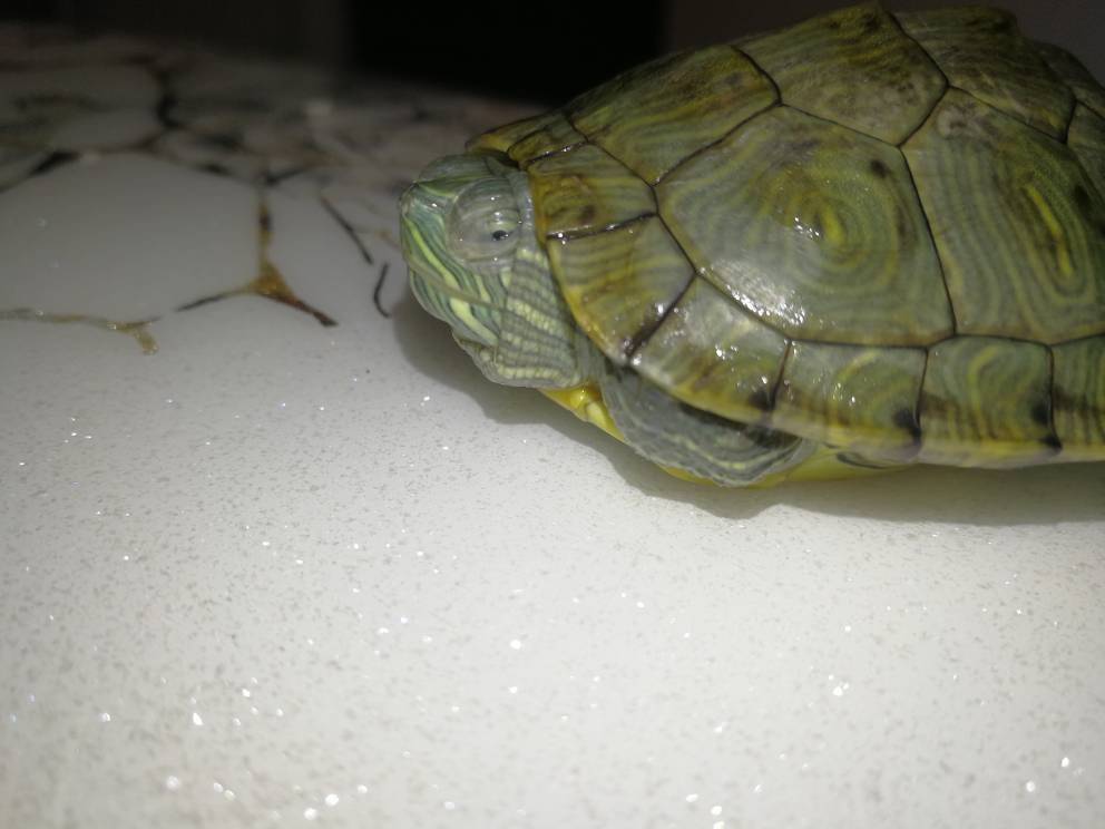 乌龟白眼病严重怎么治疗,乌龟白眼病已经很严重了怎么治