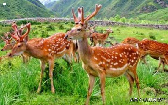 养一只梅花鹿应该注意什么,怎样养鹿每头鹿收益多少