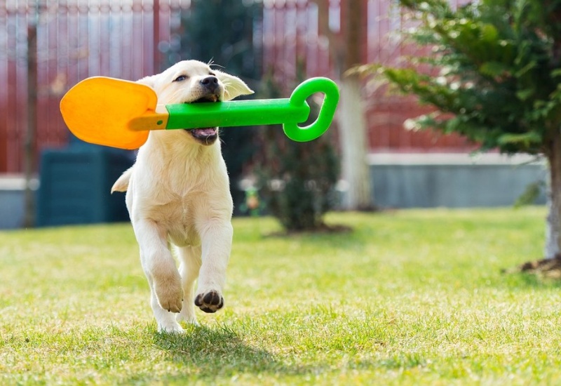 狗狗一直吐白沫粘稠一股臭味,家里面狗狗的臭味怎么清除