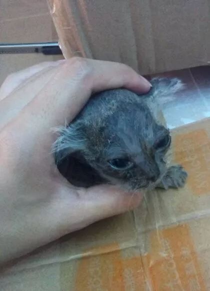 它因猫藓，遭人抛弃；我因猫藓，猫狗双全