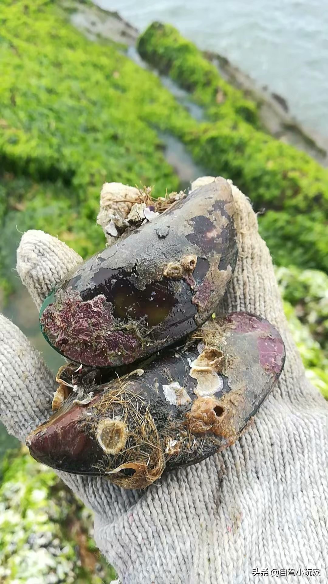 惠州最美礁石海滩,惠州最干净的沙滩推荐