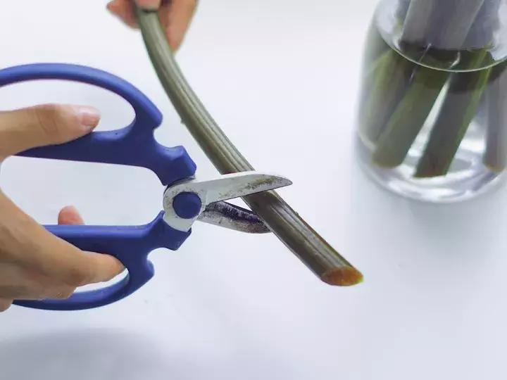 花店不会告诉你的秘密,花店不想告诉你的养花秘密