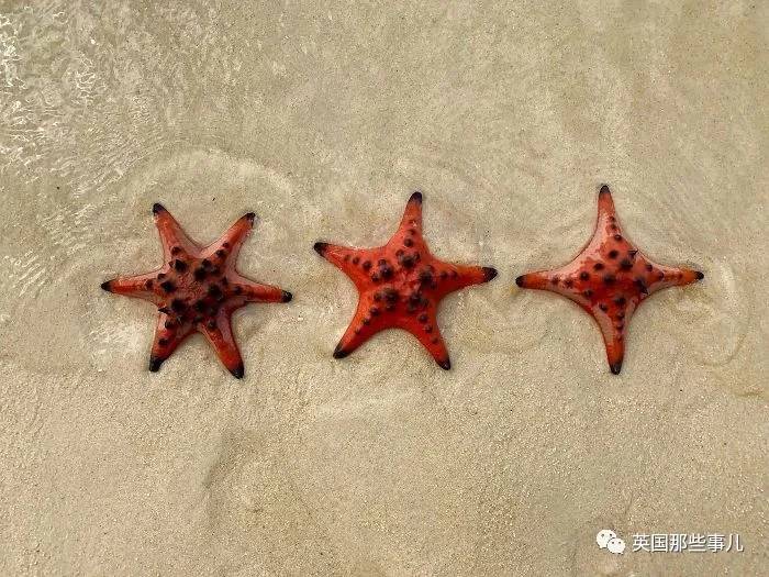 蓝鲸实拍有多大,蓝鲸到底有多大参照物