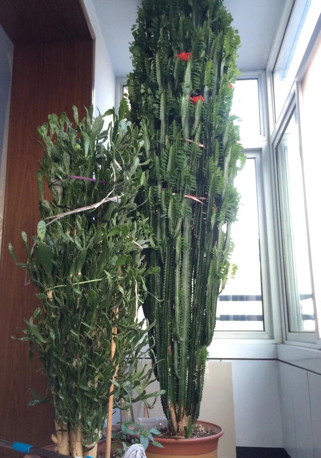 90岁的阿婆，养了株20年的龟背竹，冲上三层楼！霸气镇宅！