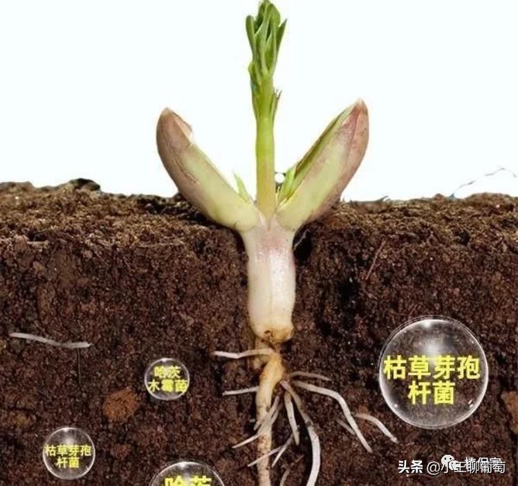 微生物菌剂治病,植物通用微生物菌剂