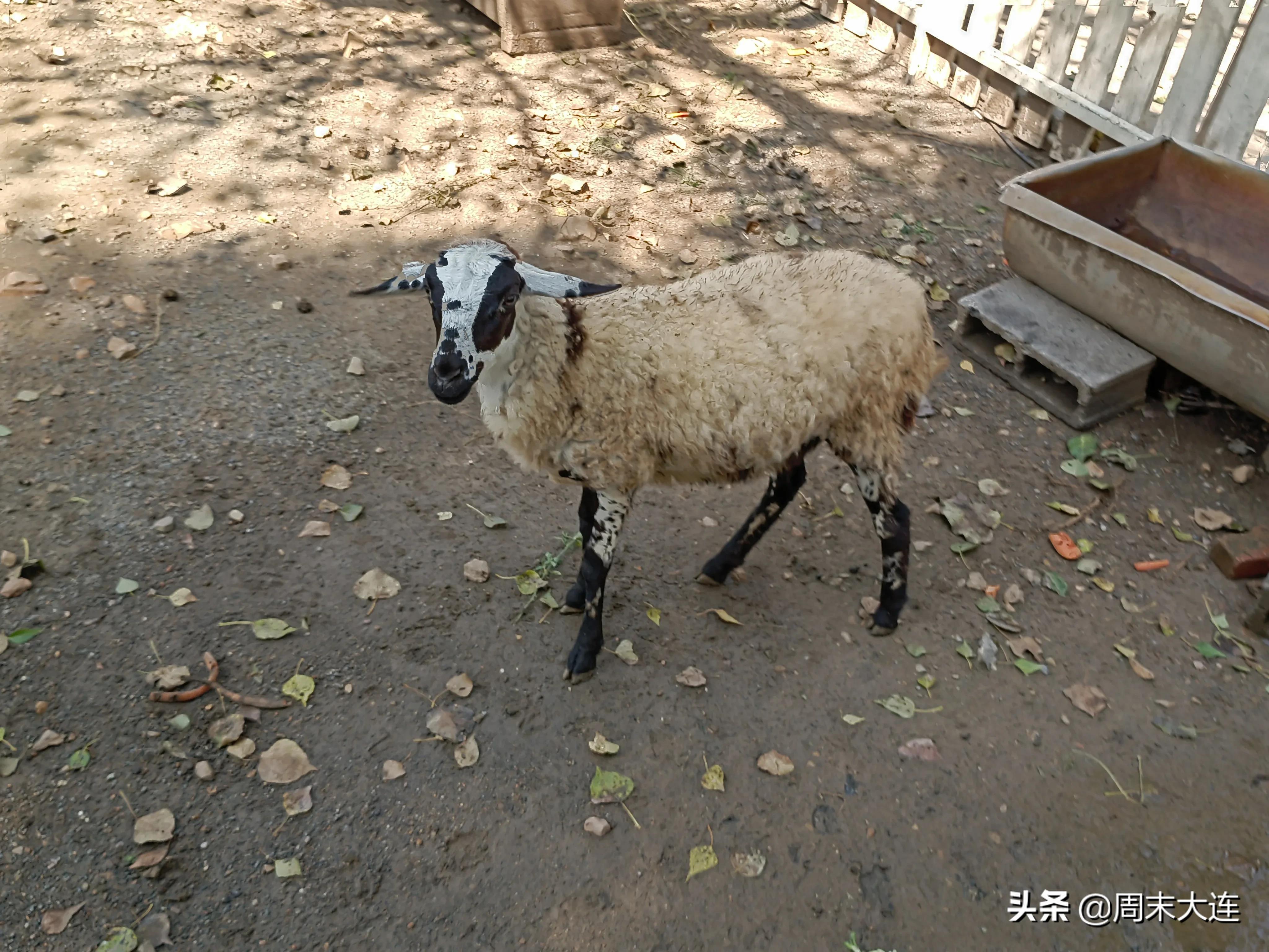 铭湖牧场是哪,铭湖牧场简介