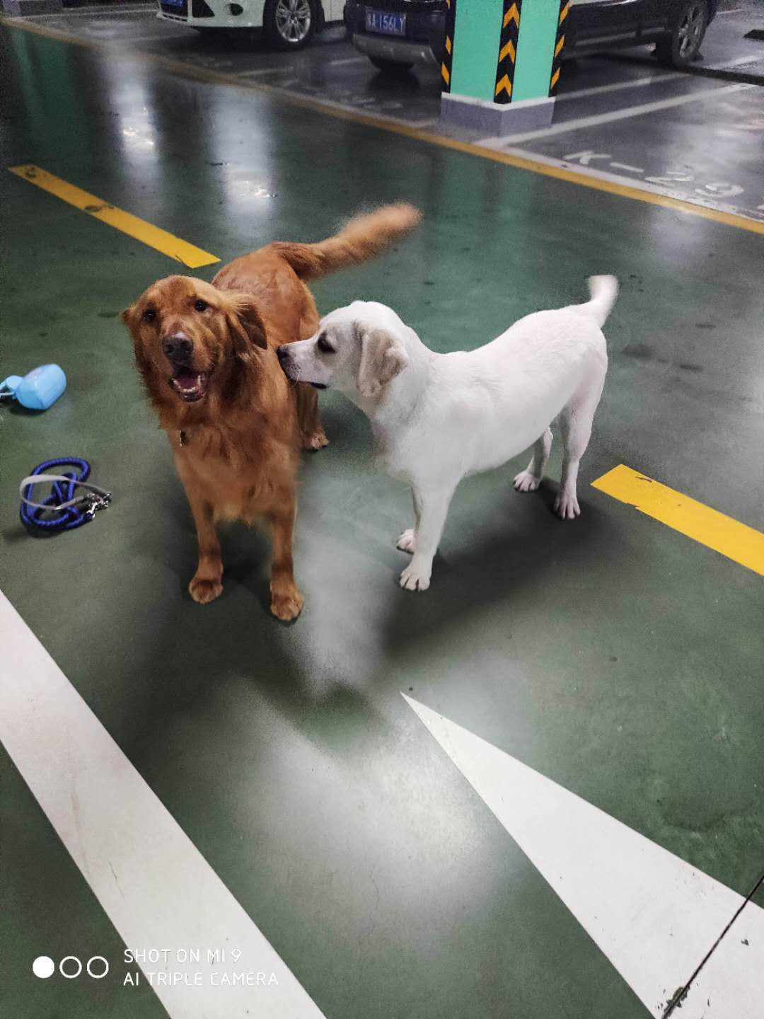 养两只拉布拉多是怎样的体验,养只拉布拉多能收获多种体验