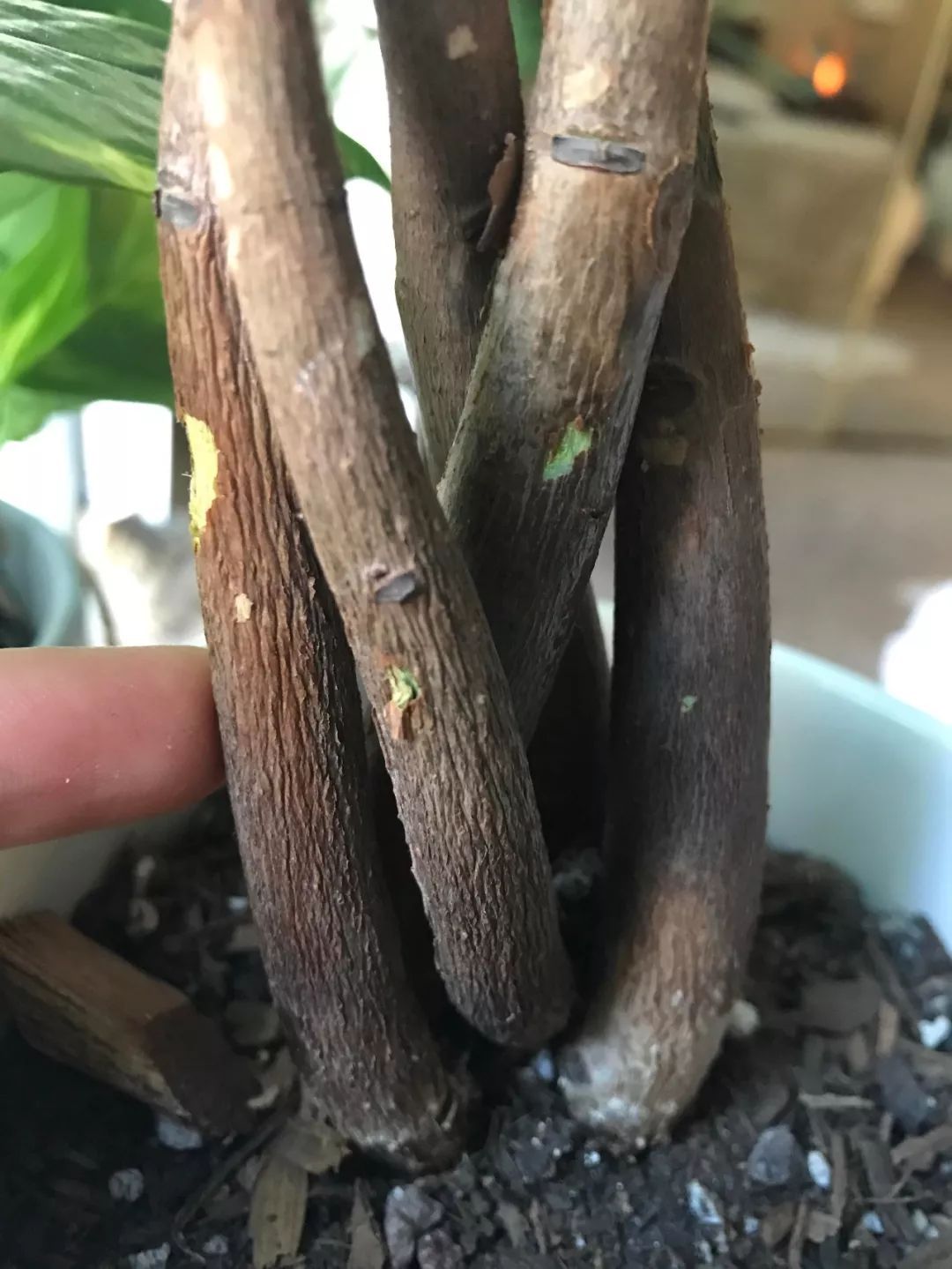 发财树叶子都黄了怎么养回来,发财树发现有一株烂根了怎么办