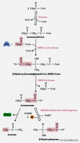 酮体代谢及酮体的多种生理功能,什么是酮体酮体有什么生理意义