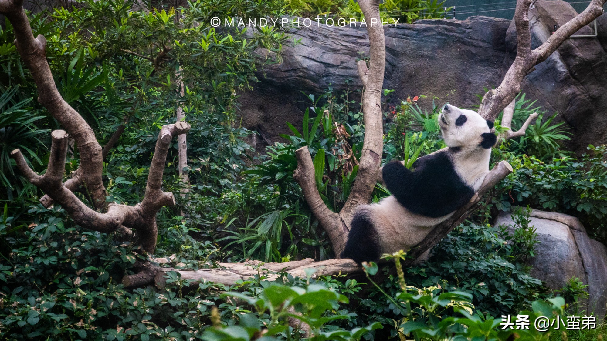 香港巡礼|是谁！敢拿水枪给20岁的海贼王庆生？