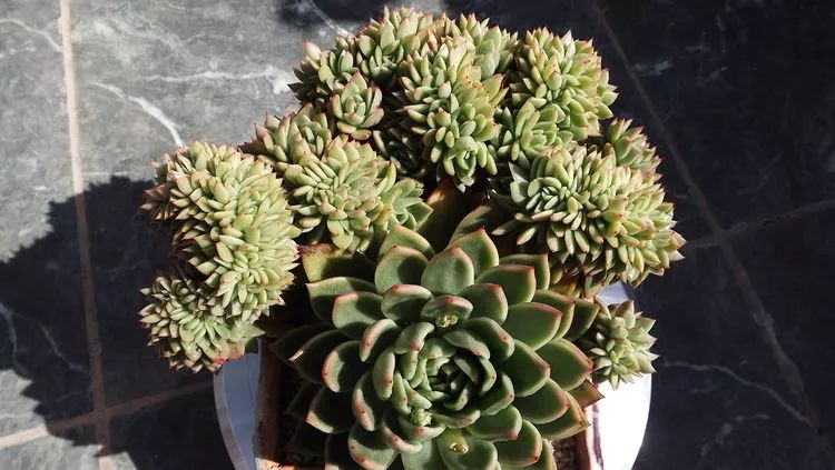 爱机车,爱多肉,宝妈花姐的诗和远方