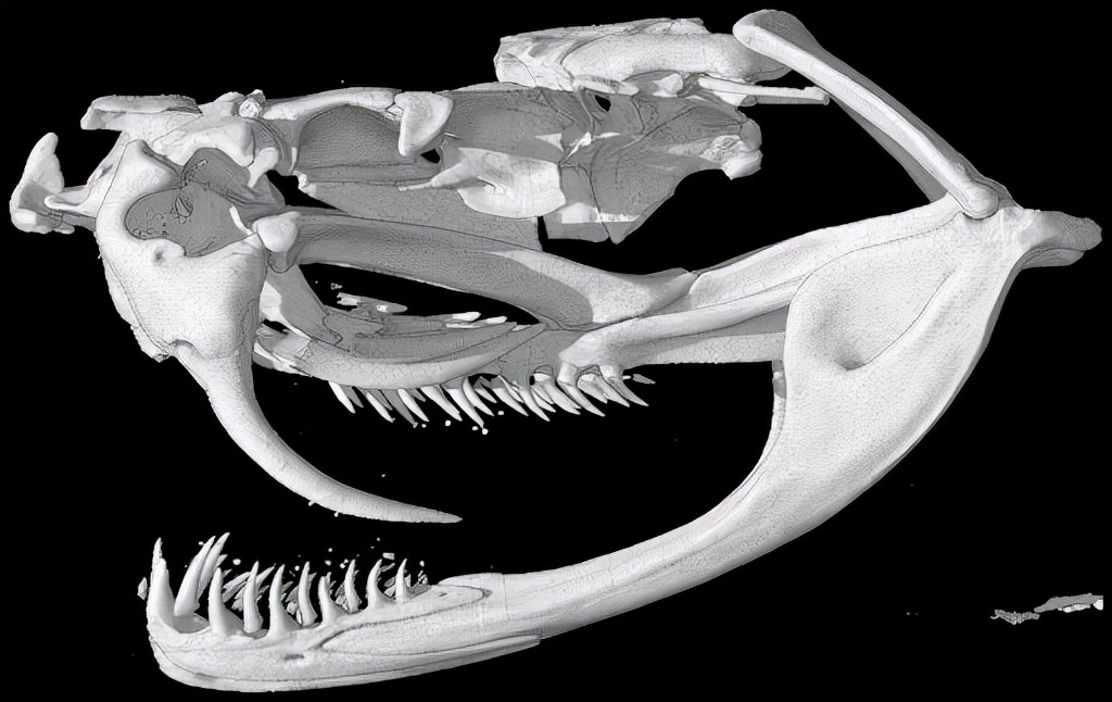 蛇的骨骼结构图,蛇的下颚能长多大