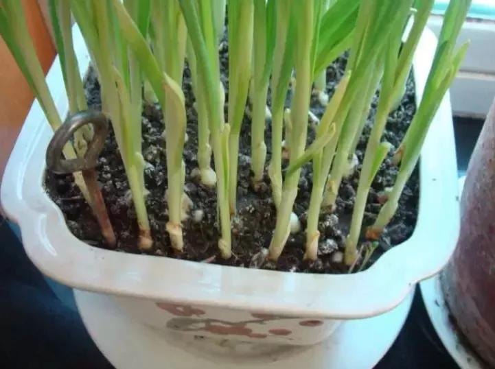 中国的种菜天赋要多离谱,中国种菜天赋惊呆外国人解说