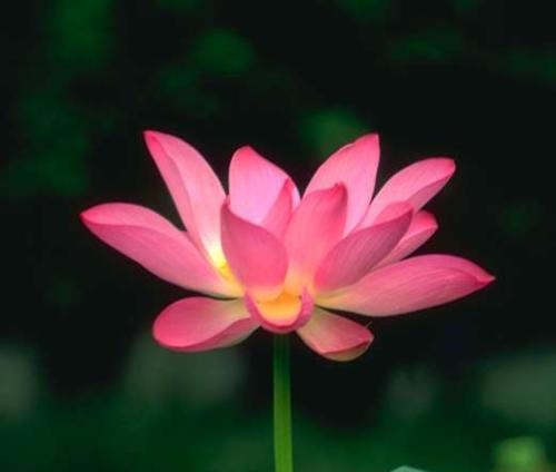 莲花的魅力,莲花的文化底蕴