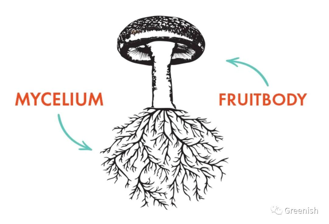真香!用蘑菇做皮包,爱马仕你赢了
