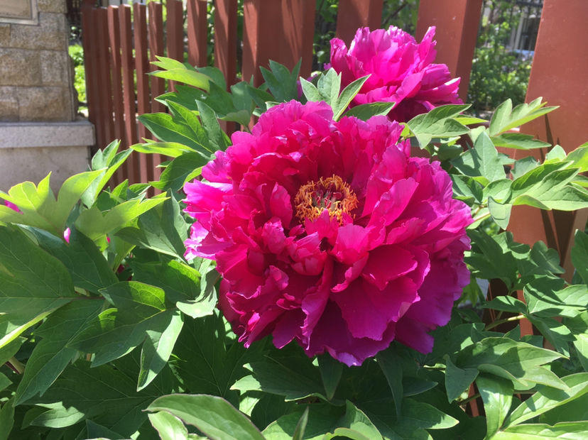 哪些花是真正的富贵花,富贵花给人带来吉祥好运