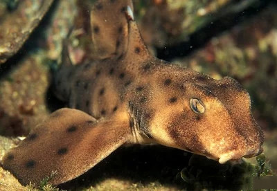 观赏淡水小鲨鱼种类及图片,海洋馆鲨鱼的种类名字