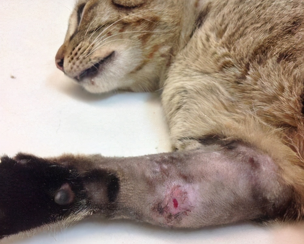 猫的伤口化脓成一个洞会死吗,猫的伤口化脓成一个洞