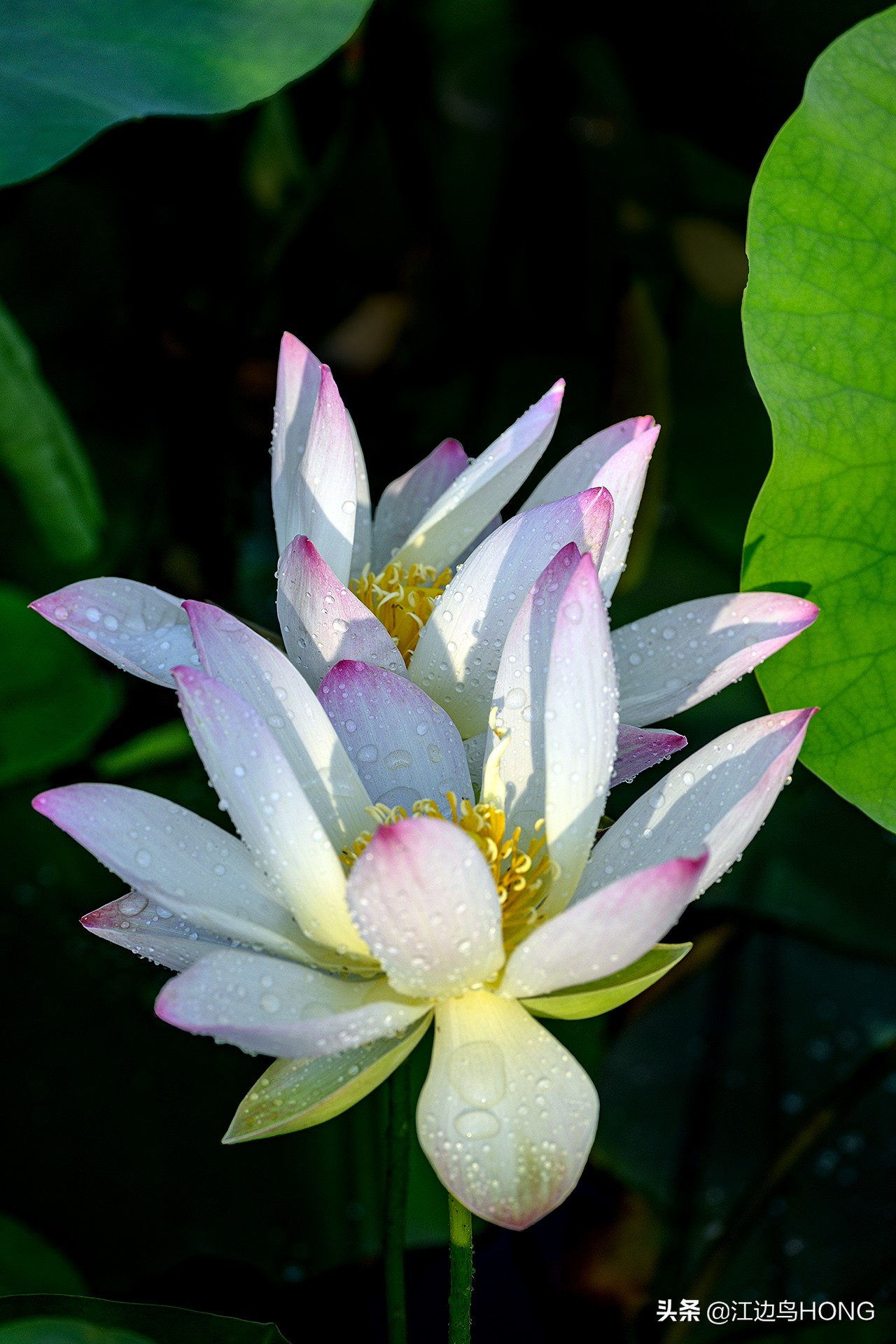 尼康z50双头套机价格,尼康z套机最低价7849