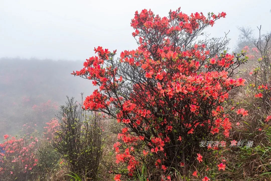 在天露山杜鹃花海丛中劲跳广场舞，这帮广东大妈又火了