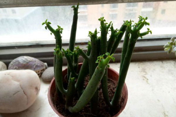 光棍树怎么养好看,光棍树怎么养好看视频