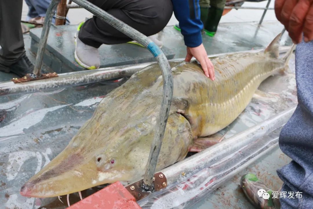 5米重2000斤达氏鳇后续,2000斤达氏鳇后续