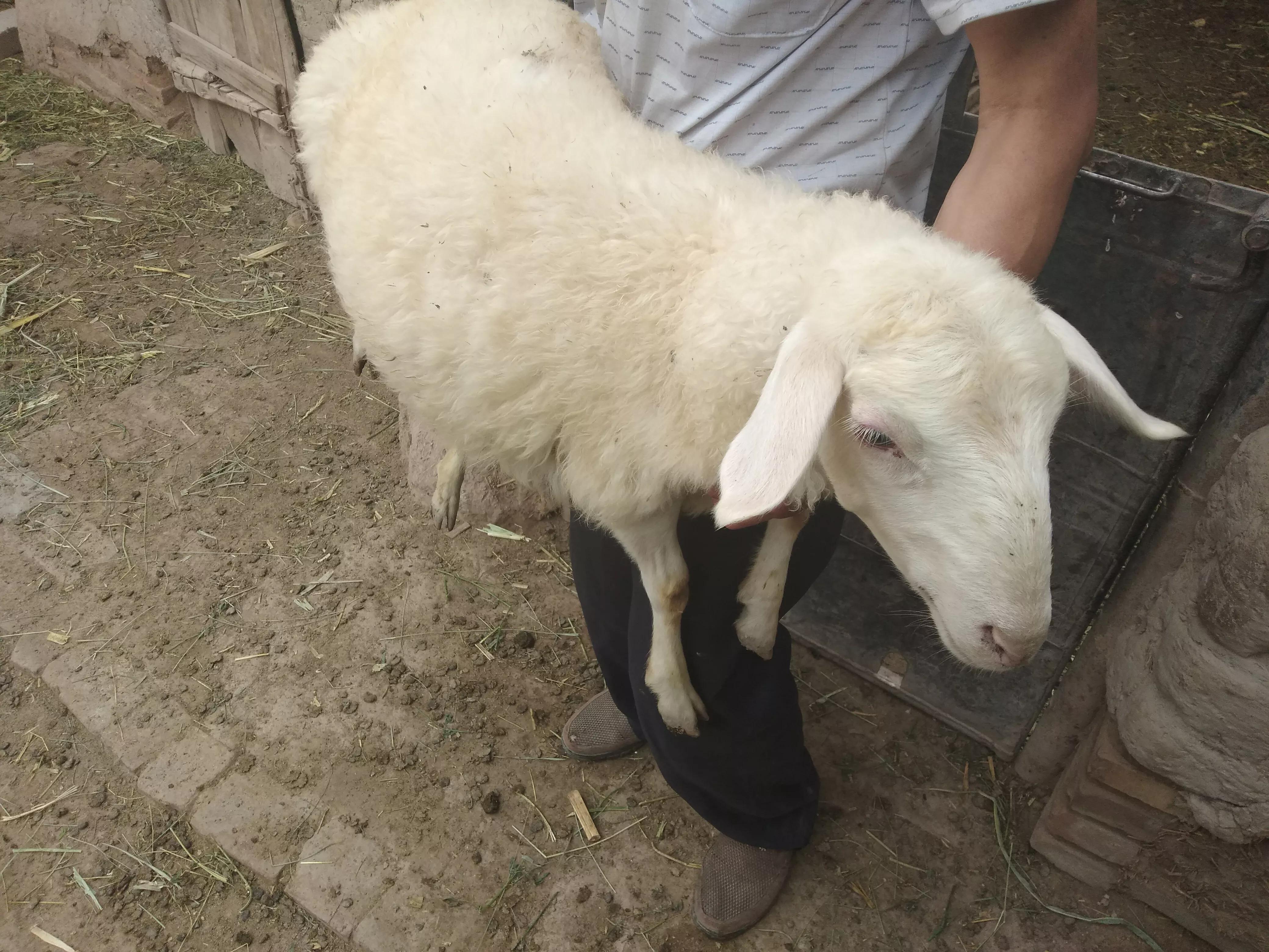 羊价低迷怎么办,羊价下跌到什么时候