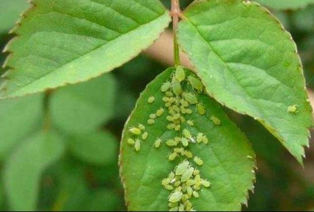 大蒜泡水浇花杀虫管用吗,大蒜水和辣椒水浇花能杀虫吗