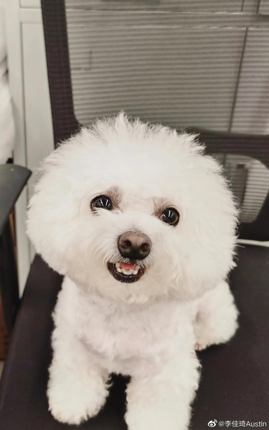 李佳琦大明星,比李佳琦好的狗