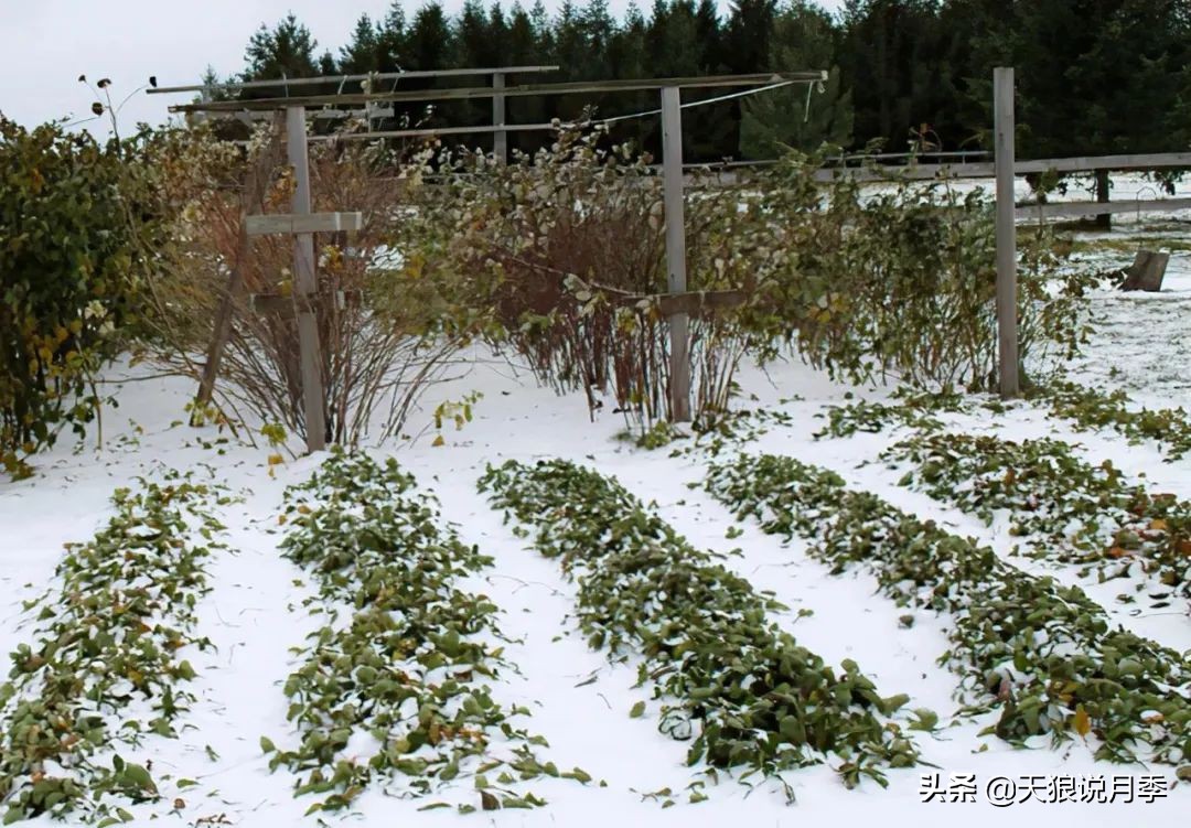草莓防寒的方法,草莓熟了怎么保护