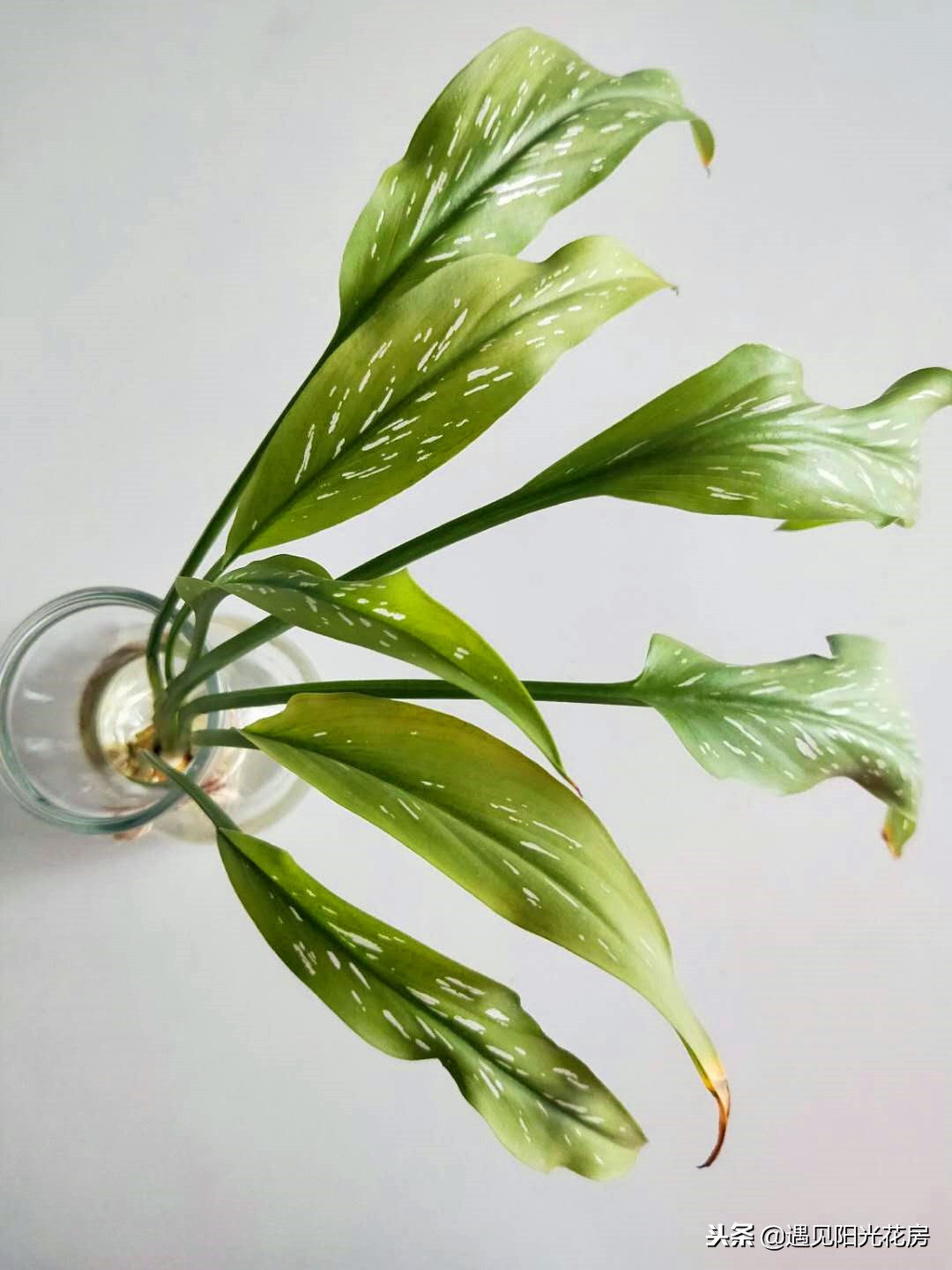 马蹄莲黄叶不开花是什么原因,马蹄莲黄叶放点什么维生素好