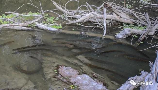 南美电鳗和亚马逊电鳗,亚马逊河发现一群电鳗
