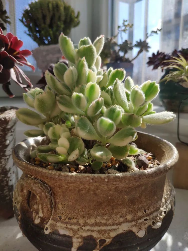 每一棵多肉都承载了一段时光,每一棵多肉都是独一无二