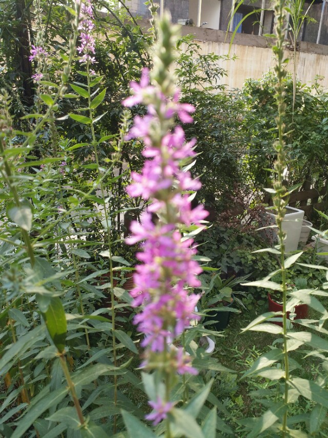 一半咖啡一半书,一半咖啡一半奶叫什么